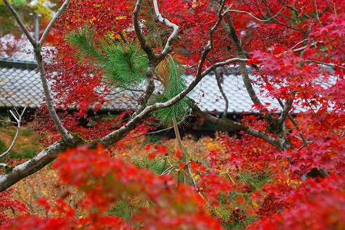 IMGP6185.jpg (107374 バイト)