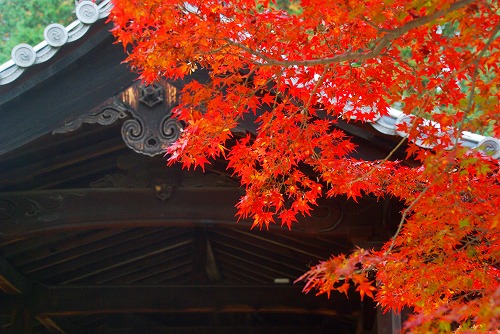 IMGP6206.jpg (85057 バイト)