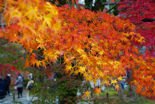 IMGP6207.jpg (95092 バイト)