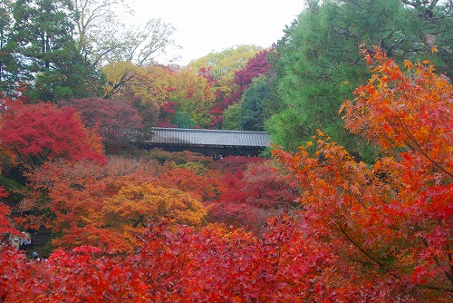 IMGP6220.jpg (100126 バイト)