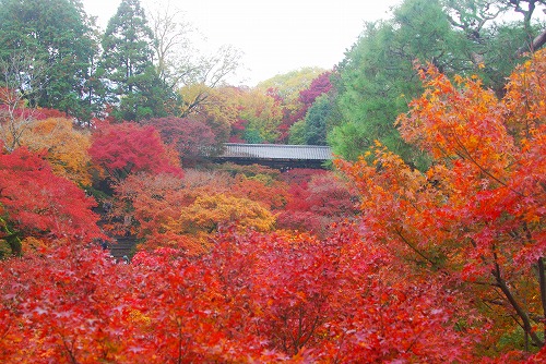 IMGP6222.jpg (101945 バイト)