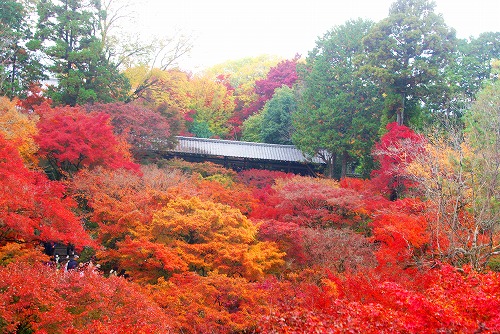 IMGP6227.jpg (107436 �o�C�g)