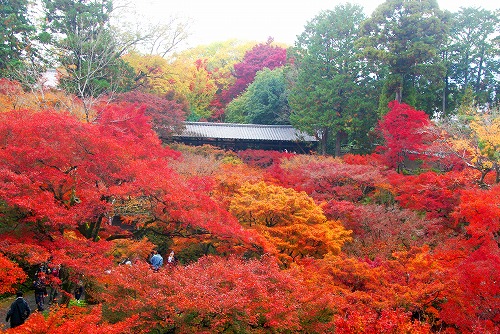 IMGP6238.jpg (112338 バイト)