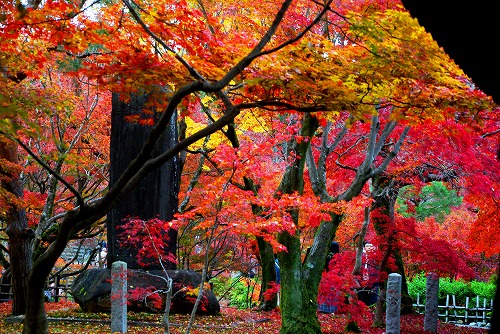 IMGP6256.jpg (127095 バイト)