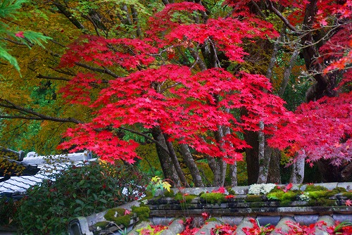 IMGP6264.jpg (113444 �o�C�g)