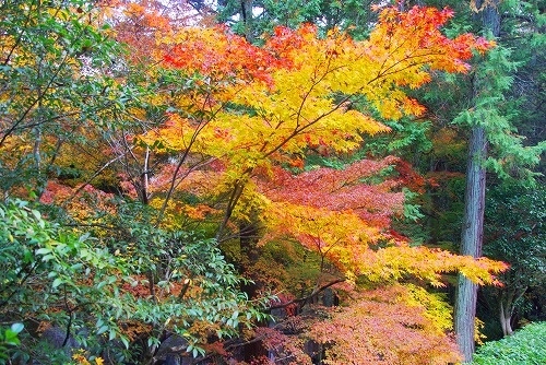 IMGP6295.jpg (133383 バイト)