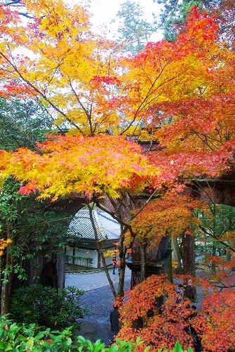 IMGP6302.jpg (118727 バイト)