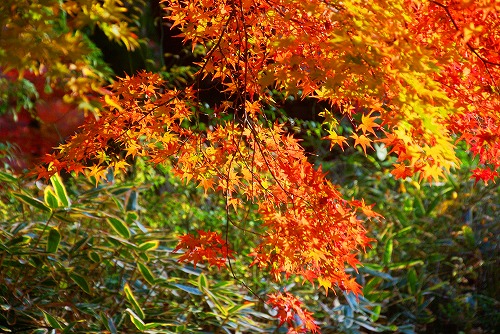 IMGP6427.jpg (118893 バイト)