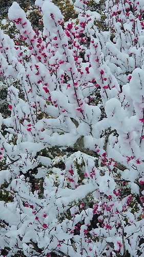 20260208_115131 - frame at 0m4s.jpg (97262 �o�C�g)