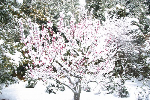 IMGP6637.jpg (125487 �o�C�g)