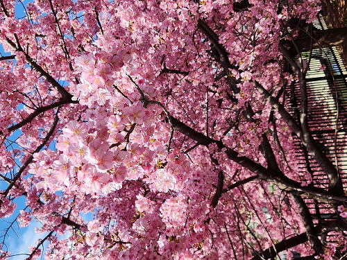 20260305_105226.jpg (138295 �o�C�g)