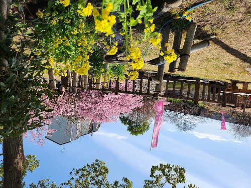 20260305_112036.jpg (117306 バイト)