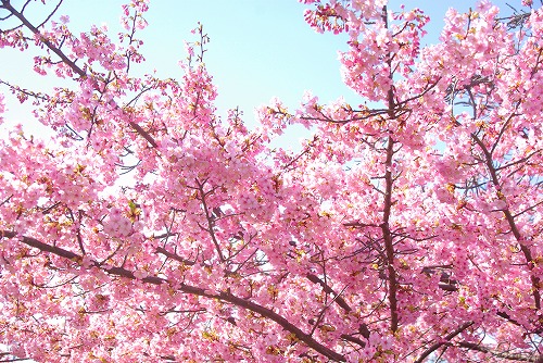 IMGP6645.jpg (126086 バイト)