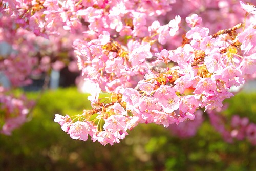 IMGP6647.jpg (70274 バイト)