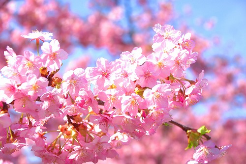 IMGP6649.jpg (69906 バイト)