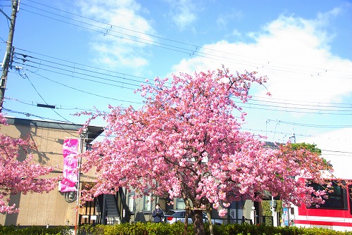 IMGP6655.jpg (90890 バイト)