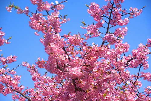 IMGP6658.jpg (101696 バイト)