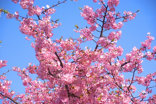 IMGP6659.jpg (102280 バイト)