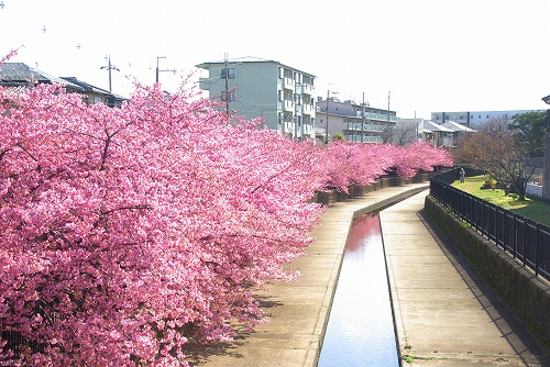 IMGP6664.jpg (87058 バイト)