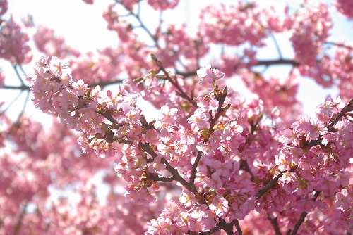 IMGP6677.jpg (78377 バイト)