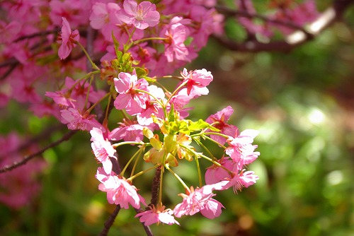 IMGP6680.jpg (59208 バイト)