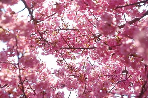 IMGP6682.jpg (109412 バイト)