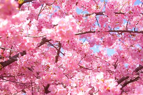 IMGP6683.jpg (103118 バイト)