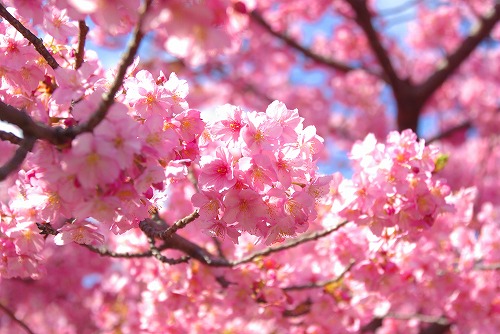 IMGP6684.jpg (69226 �o�C�g)