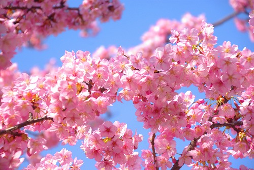 IMGP6686.jpg (81042 バイト)