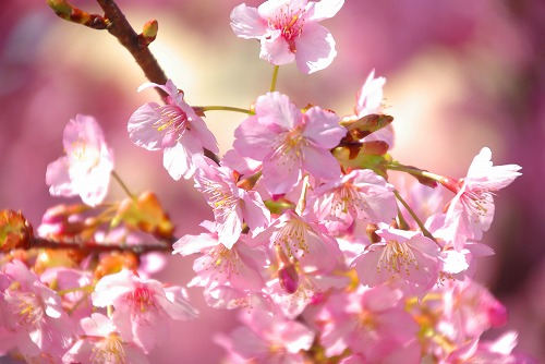 IMGP6688.jpg (55881 �o�C�g)