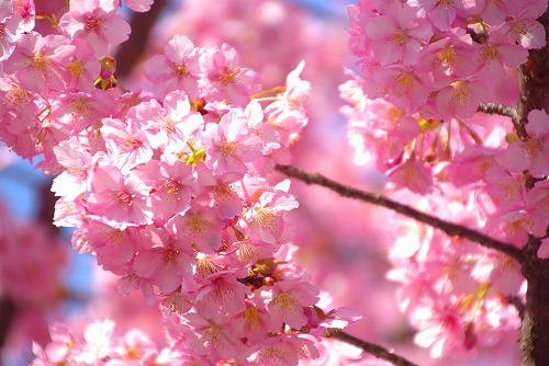 IMGP6689.jpg (68519 バイト)