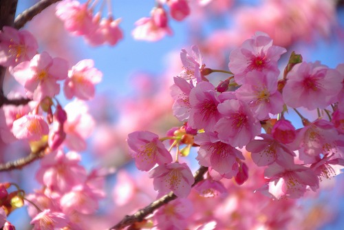 IMGP6692.jpg (51399 バイト)