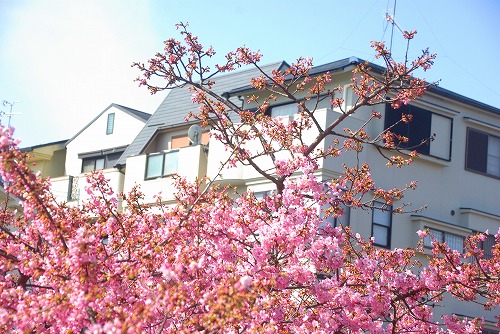 IMGP6696.jpg (99600 バイト)