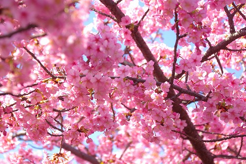 IMGP6702.jpg (96316 バイト)