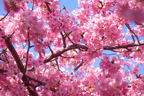 IMGP6703.jpg (104732 バイト)