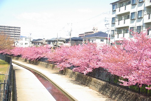 IMGP6712.jpg (82572 バイト)