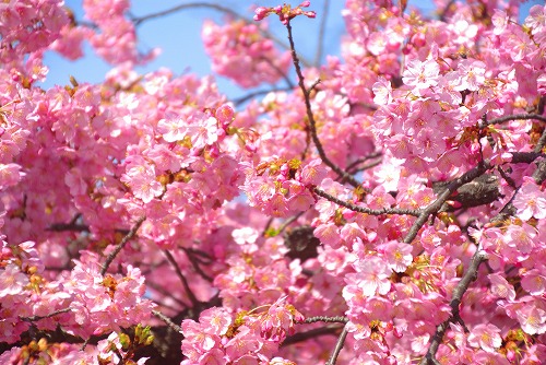 IMGP6717.jpg (97518 バイト)