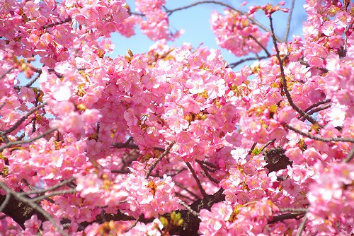 IMGP6718.jpg (107988 �o�C�g)