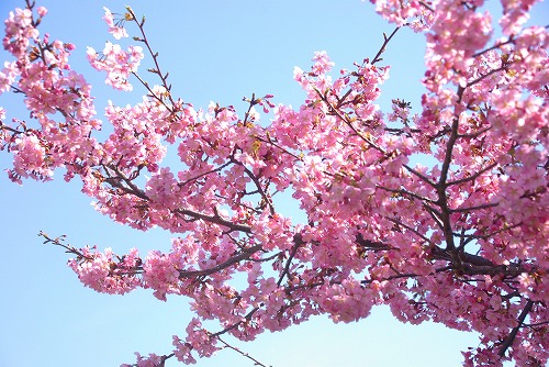 IMGP6729.jpg (97379 バイト)