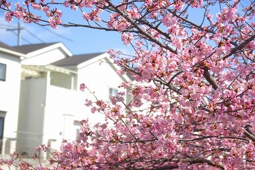 IMGP6735.jpg (101270 バイト)