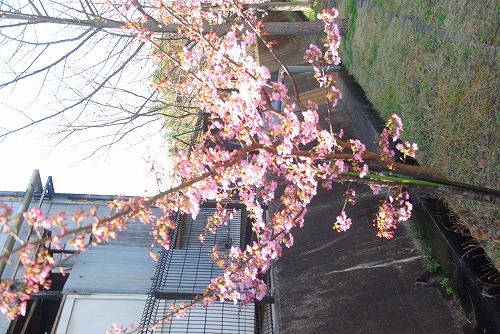 IMGP6736.jpg (97131 �o�C�g)