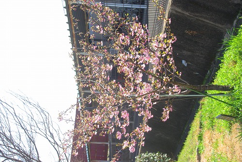 IMGP6737.jpg (92296 バイト)