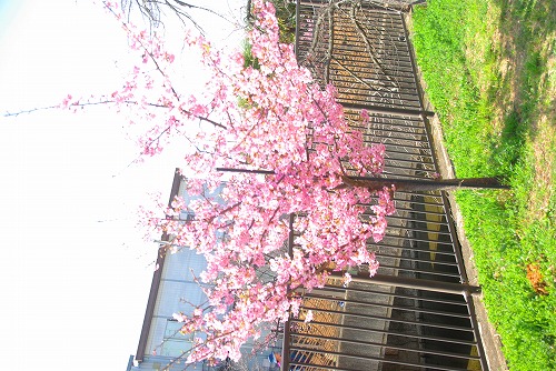 IMGP6740.jpg (89492 �o�C�g)