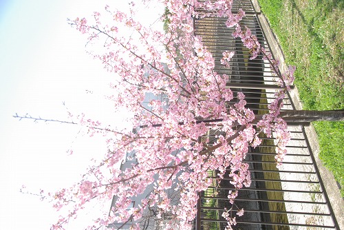 IMGP6741.jpg (86564 バイト)