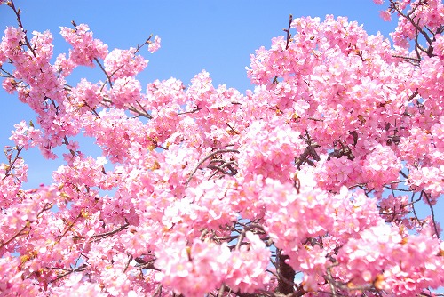 IMGP6745.jpg (104372 バイト)