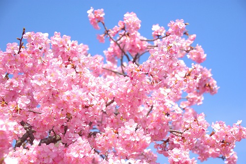 IMGP6746.jpg (83266 バイト)