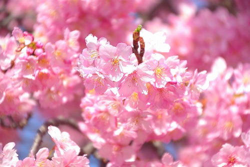 IMGP6747.jpg (53629 バイト)