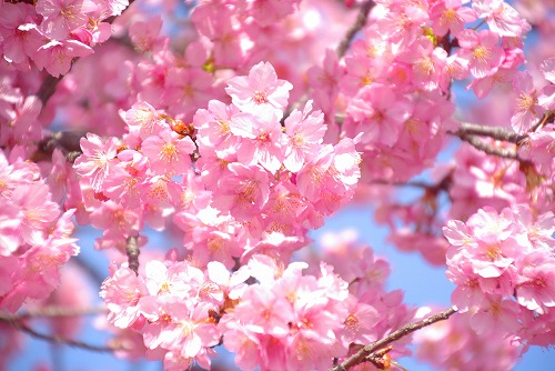 IMGP6748.jpg (73000 �o�C�g)