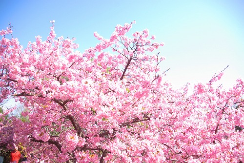 IMGP6750.jpg (95938 バイト)