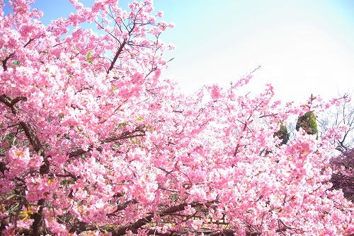 IMGP6751.jpg (105270 バイト)